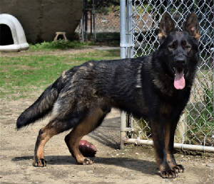 Black german best sale shepherd stud