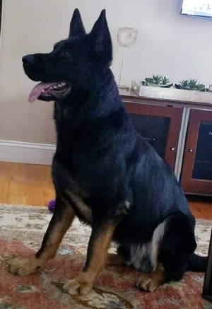 bicolor german shepherd