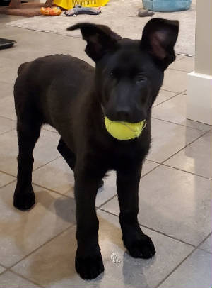 Maisie11wks20210412_123220sm.jpg