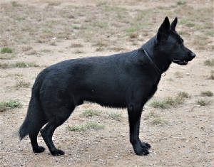 Black german shepherd store stud