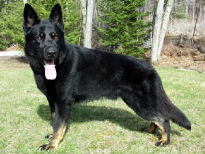 sucherquelle german shepherds