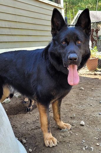 bicolor german shepherd