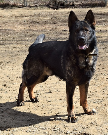 Male german shepherd store stud