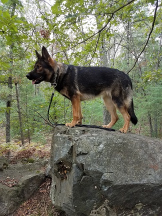 German shepherd cheap mass female